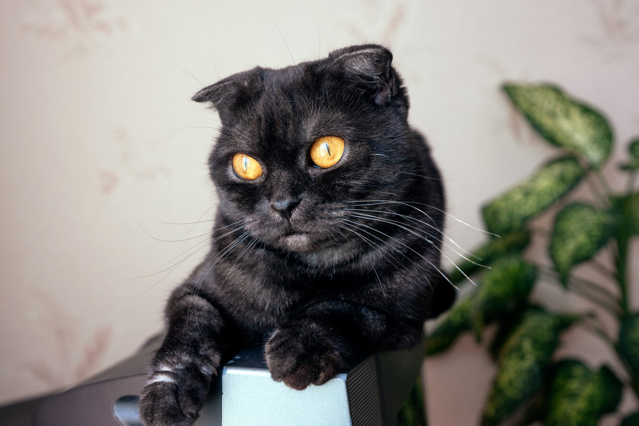 Black Scottish fold cat