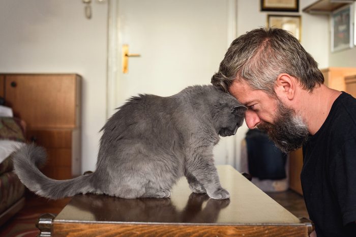 Head to head with Chartreux