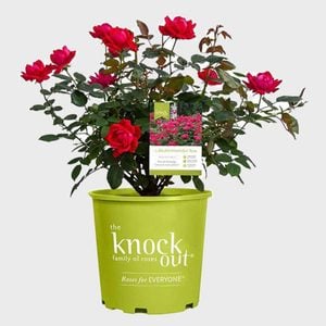 Knock Out Rose The Double Knock Out Rose Bush
