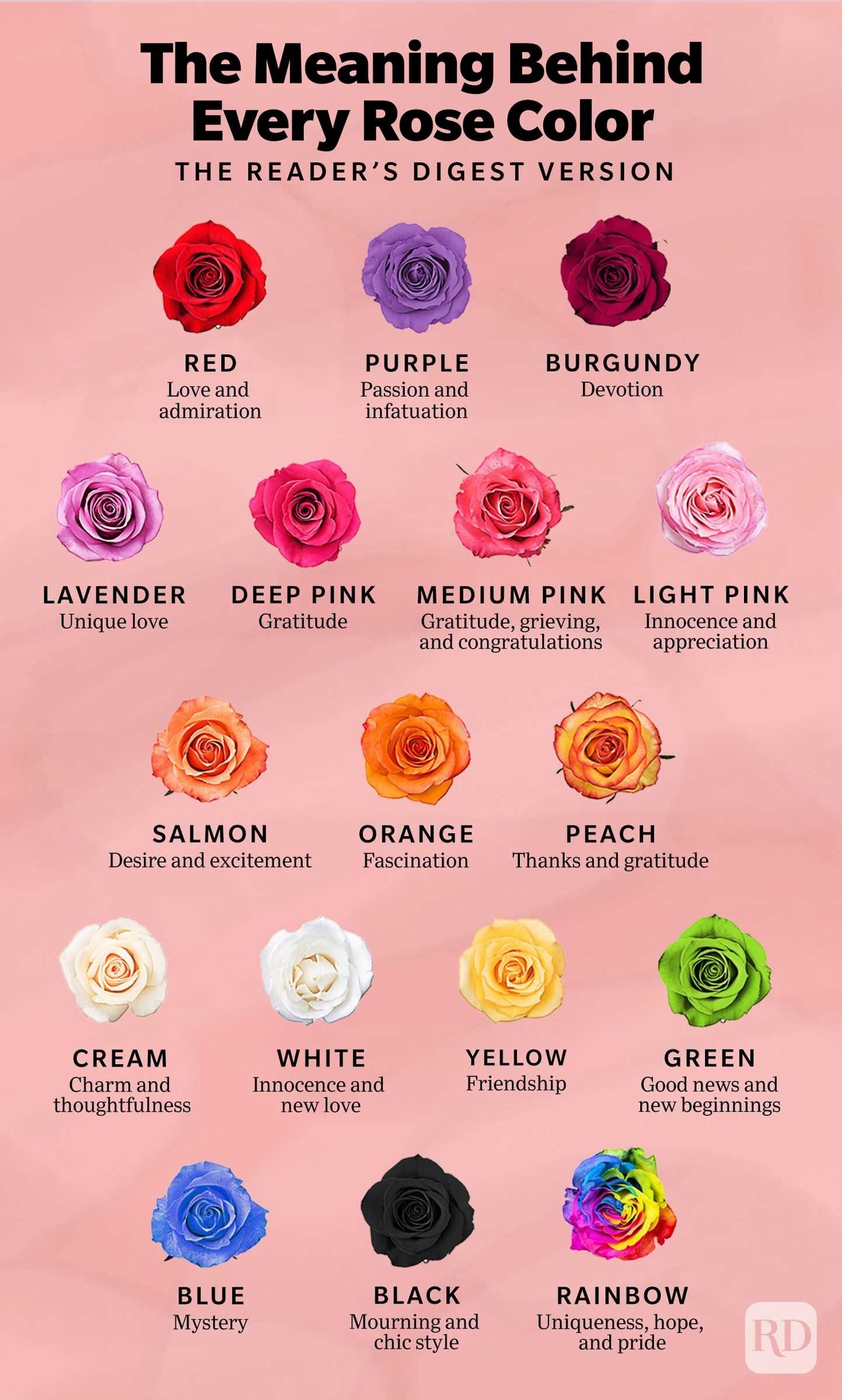 The Meaning Behind Every Rose Color Infographic