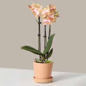 The Sill Petite Orange Orchid