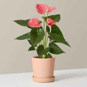 The Sill Pink Anthurium