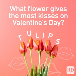 What flower gives the most kisses on Valentine's Day? Tulips.