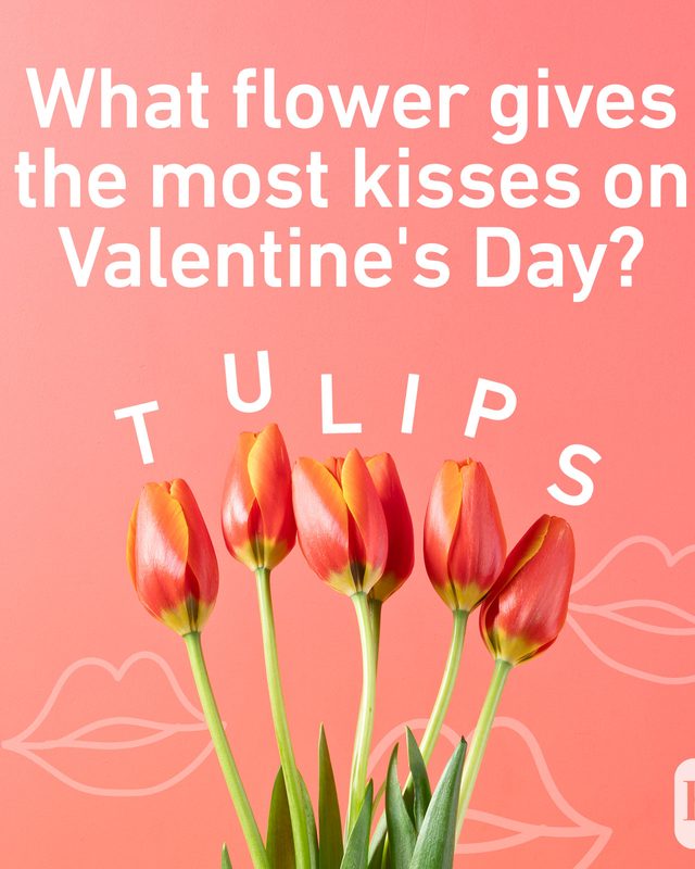 What flower gives the most kisses on Valentine's Day? Tulips.