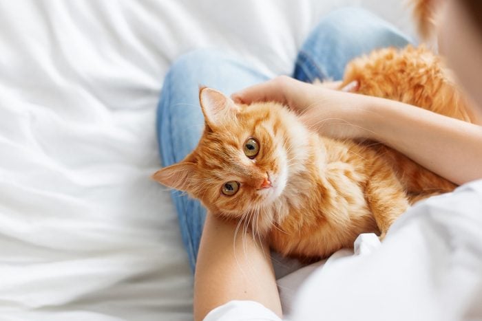 Cute ginger cat lies on woman's hands. The fluffy pet comfortably settled to sleep or to play. Cute cozy background with place for text. Morning bedtime at home.