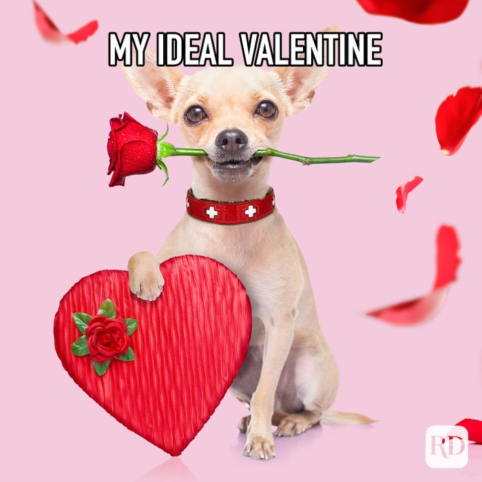 My Ideal Valentine Meme