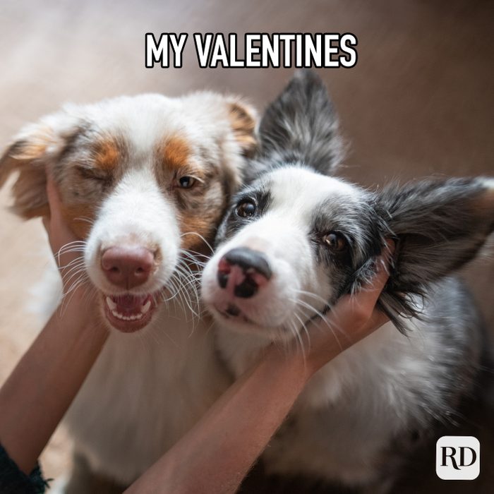 My Valentines Meme