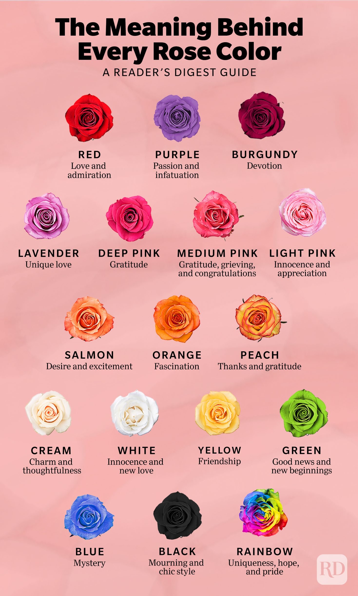 Rose Color Meanings Infographic