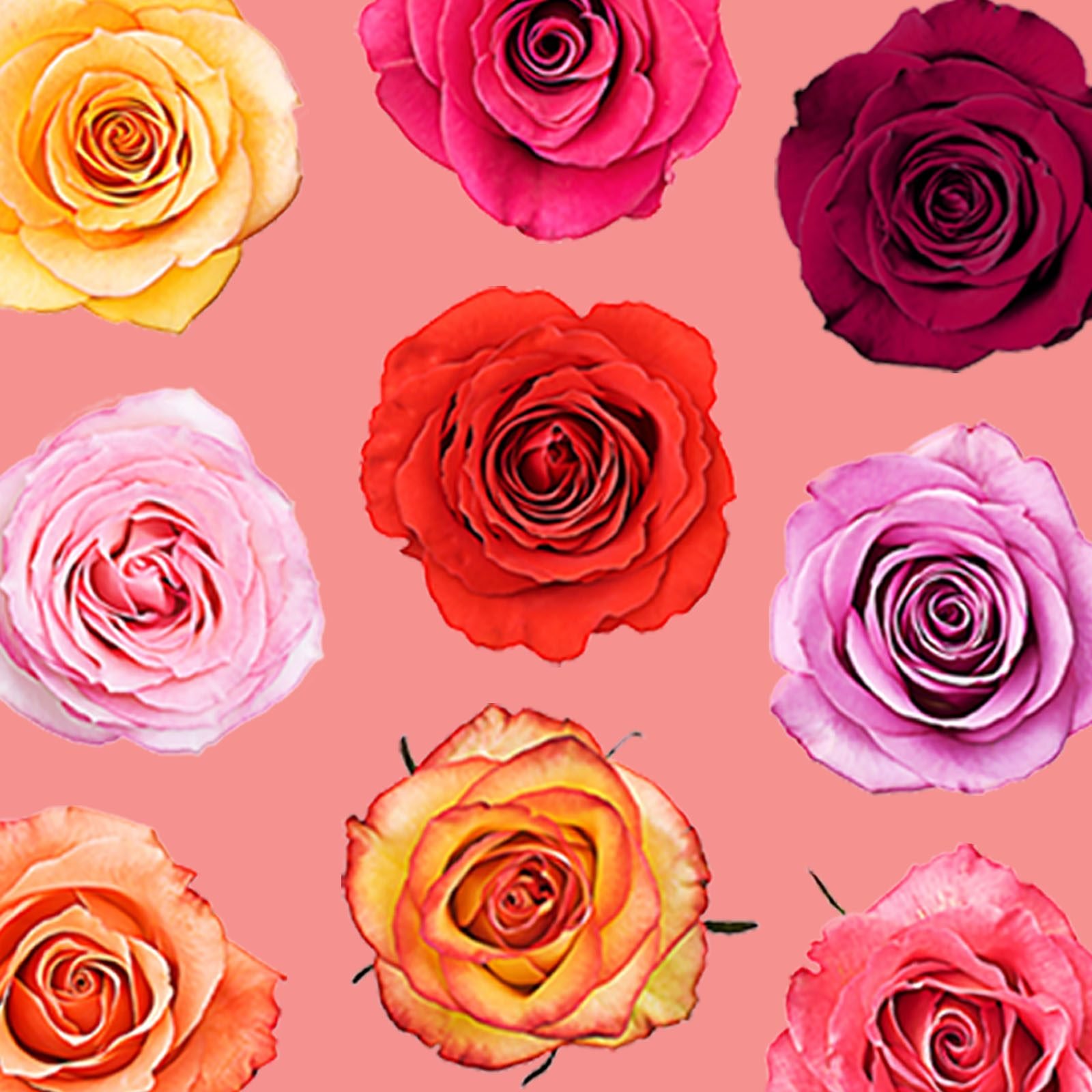 17 Rose Color Meanings To Help You Choose The Perfect Bouquet