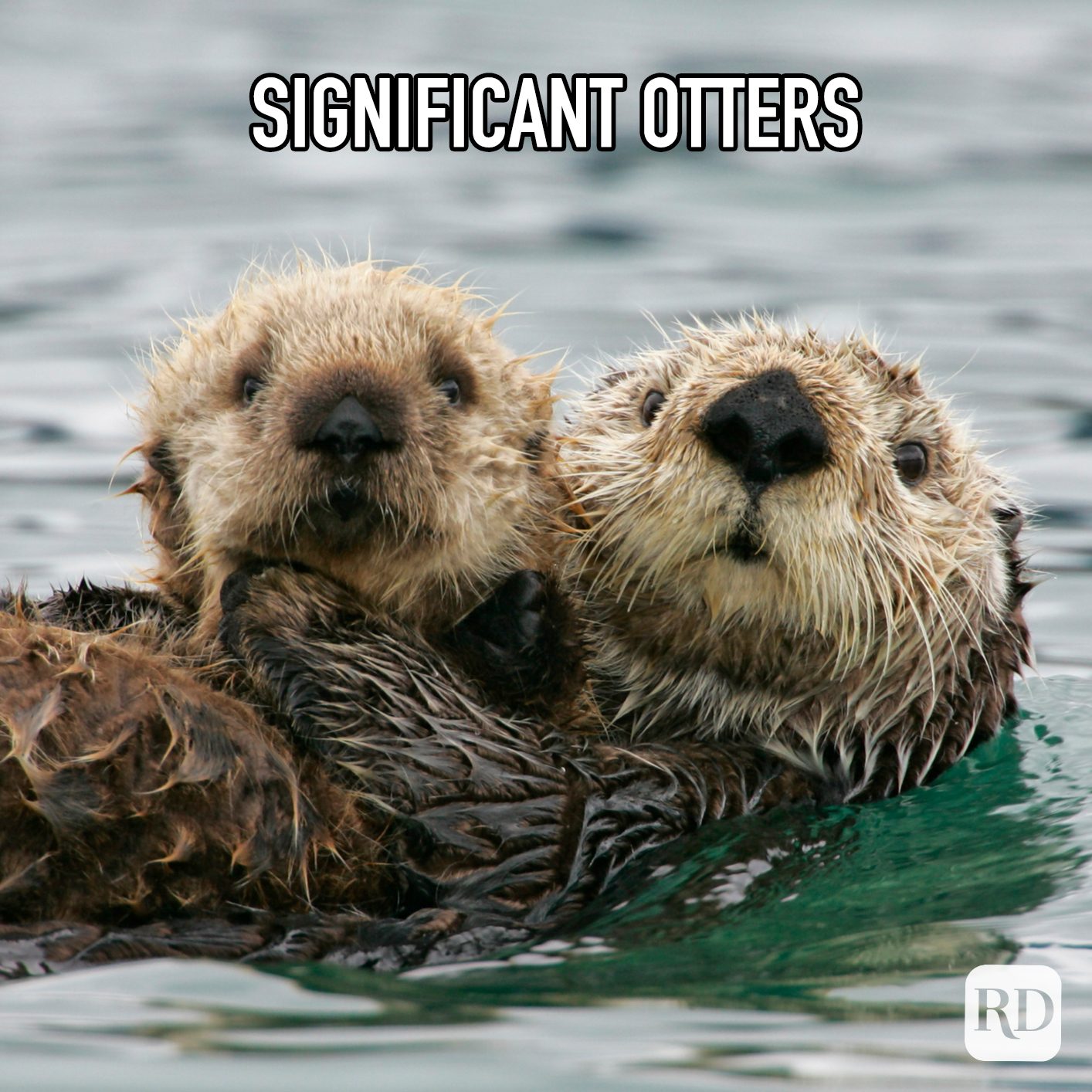 Significant Otters Meme