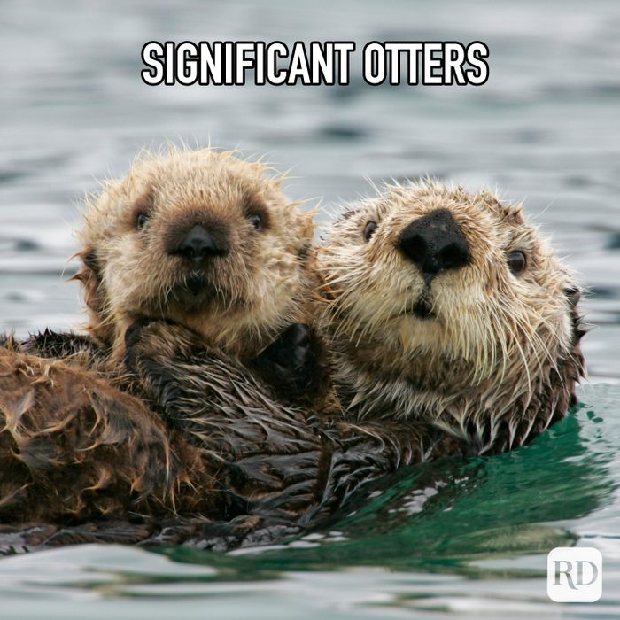 Significant Otters Meme