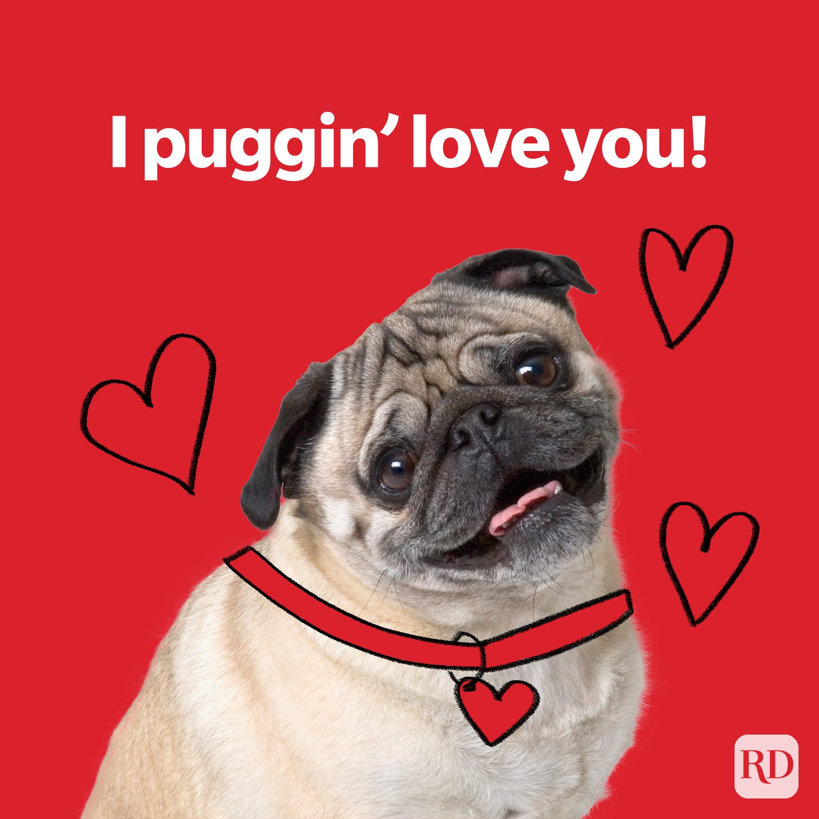 Valentine I Puggin Love You