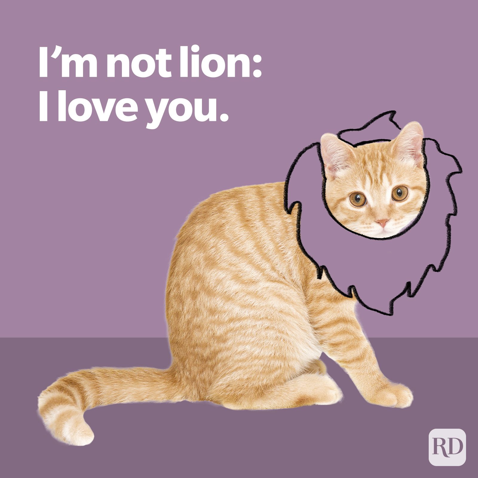 Valentine Im Not Lion I Love You