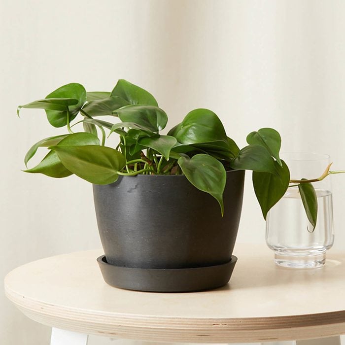 03 Bloomscape Philodendron Heartleaf Via Bloomscape Ecomm
