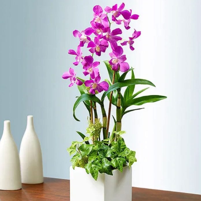 For traditional moms: Classic Dendrobium Dish Garden