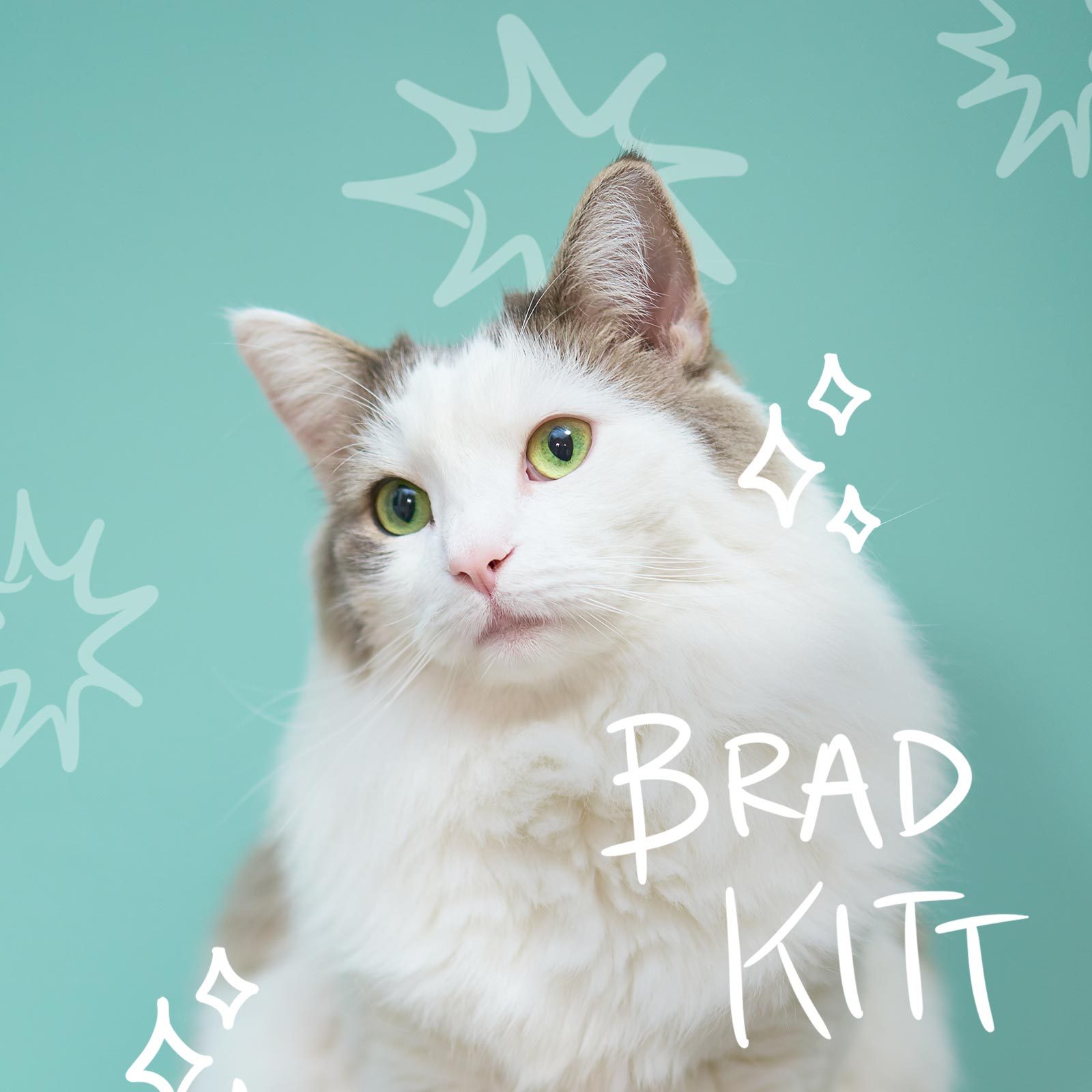 Glamourous-looking cat named Brad Kitt