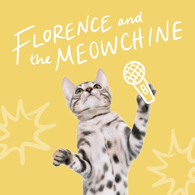 Cat holding a microphone called Florence and the Meow-chine