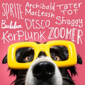 dog wearing large yellow sunglesses on pink background with funny names in white chalk font above it