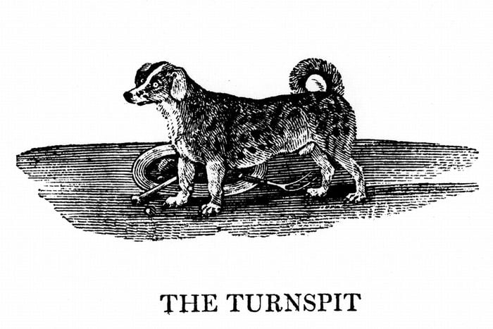 Turnspit dog. These short-legged dogs were bred especially to work in wheels turning cooking spits. By 1800 the breed had almost disappeared. From A General History of Quadrupeds by Thomas Bewick (Newcastle upon Tyne, 1790). Wood engraving. ...