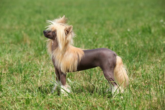 Portrait of Chinese Crested Dog