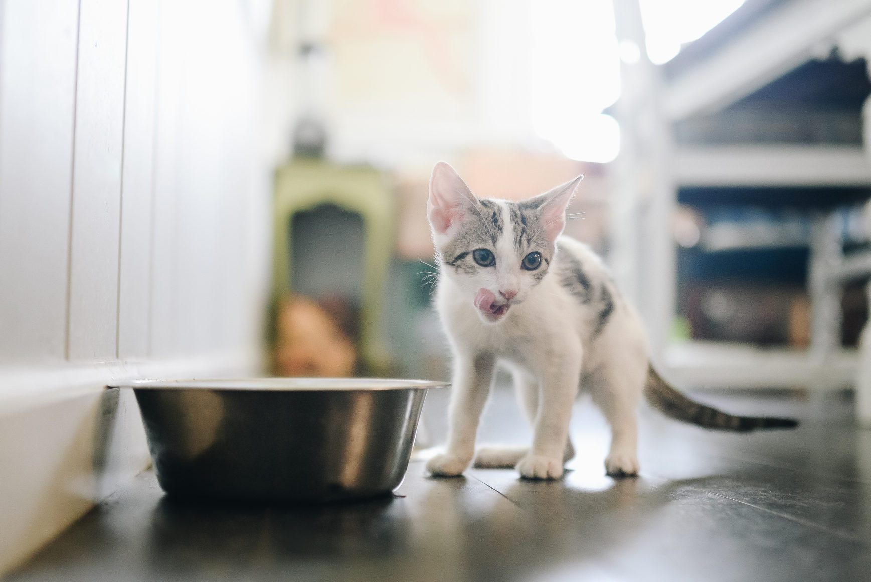 The Very Best Diet for Cats, According to Vets | Reader's Digest
