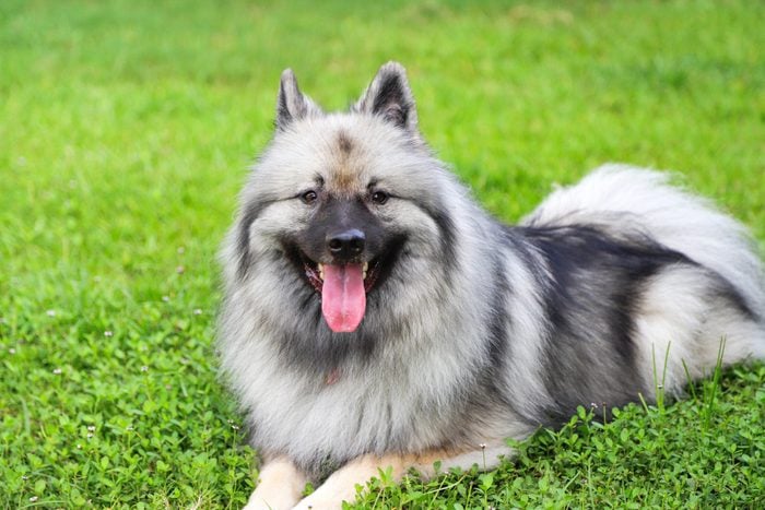 Beautiful Keeshond resting on uncultivated, natural lawn, looking at camera, looking happy.
