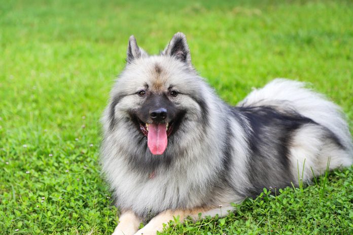 Beautiful Keeshond resting on uncultivated, natural lawn, looking at camera, looking happy.