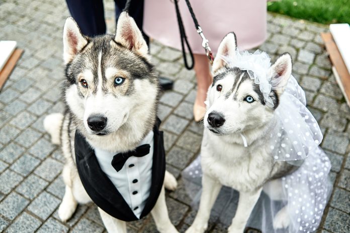 Siberian husky dogs couple with bride and groom costumes
