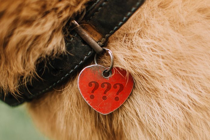 close up of a pet's id tag that has "???" etched into the tag