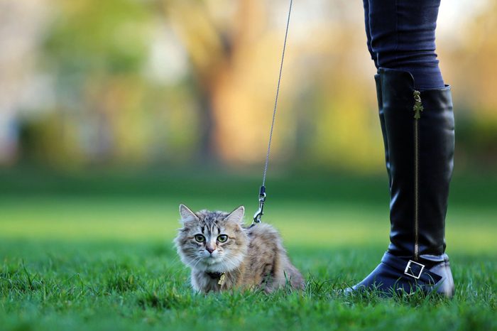 Outdoor cat on a leash