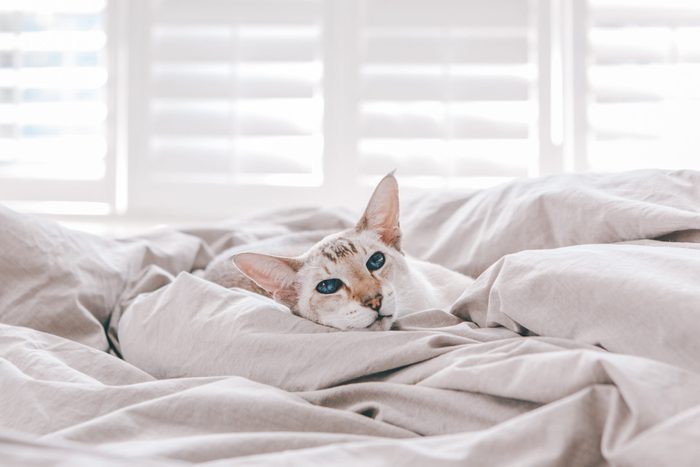 Beautiful blue-eyed oriental breed cat lying resting on bed at home looking at camera. Fluffy hairy domestic pet with blue eyes relaxing at home. Adorable furry animal feline friend. Domestic life.