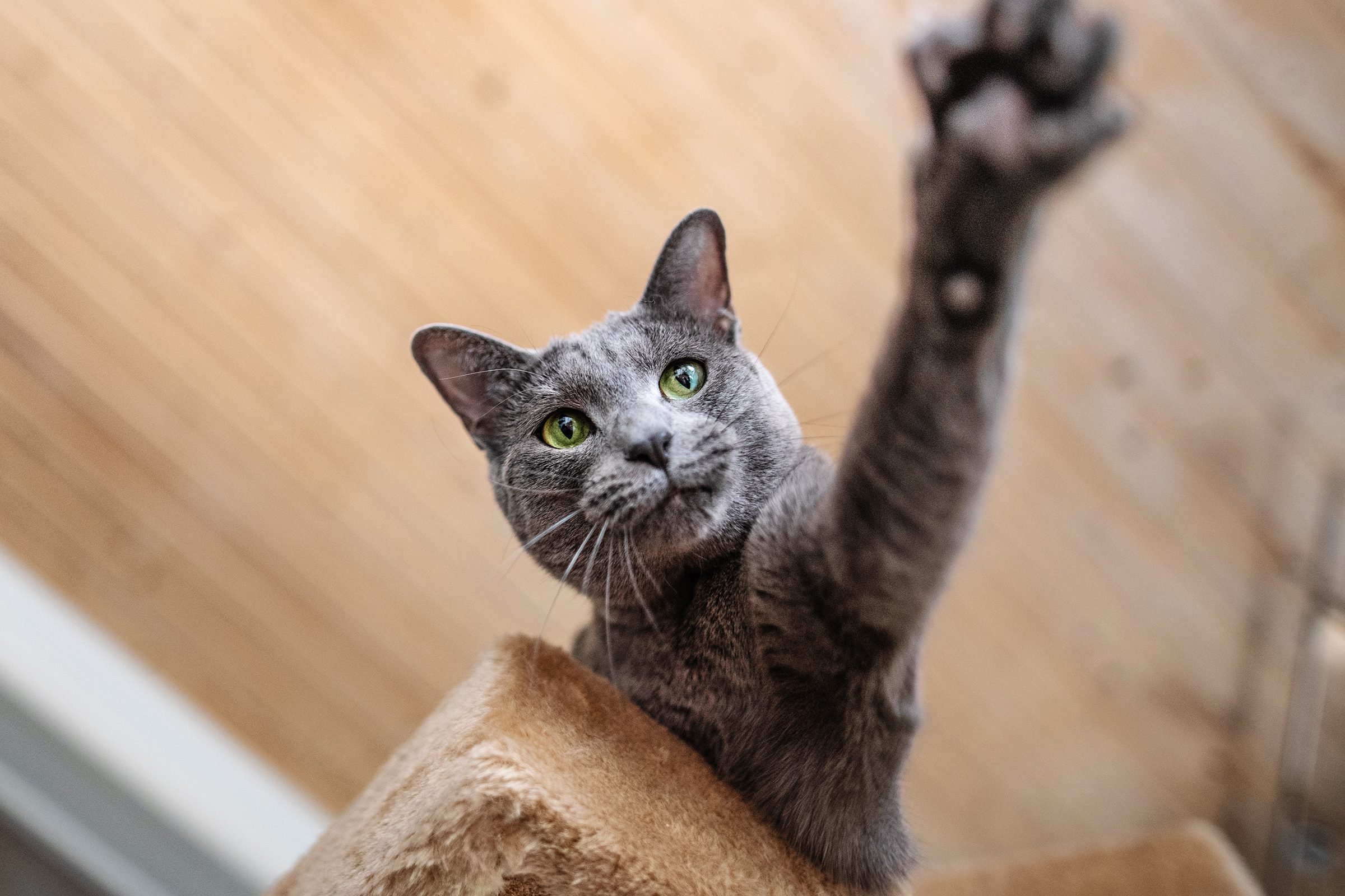 Low Angle View Of Cat Reaching From Atop Cat Tree,hakadal,norway