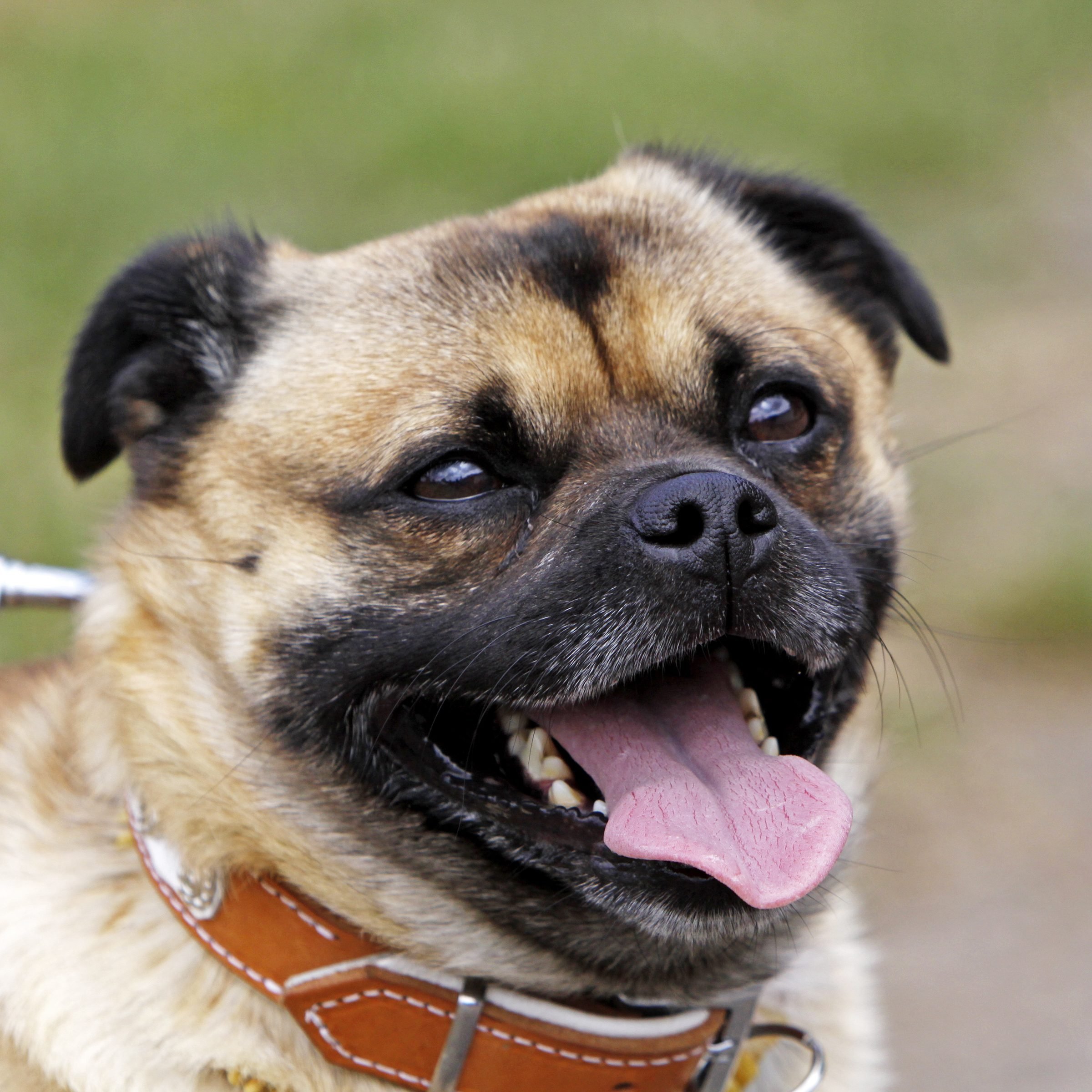 16 Pug Mixes You'll Want to Adopt | Reader's Digest