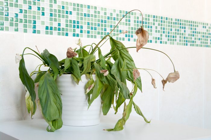 Dead house plant spathiphyllum - Peace Lily