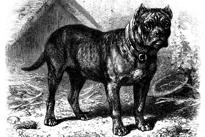 Antique illustration of Bullenbeisser (German Bulldog)