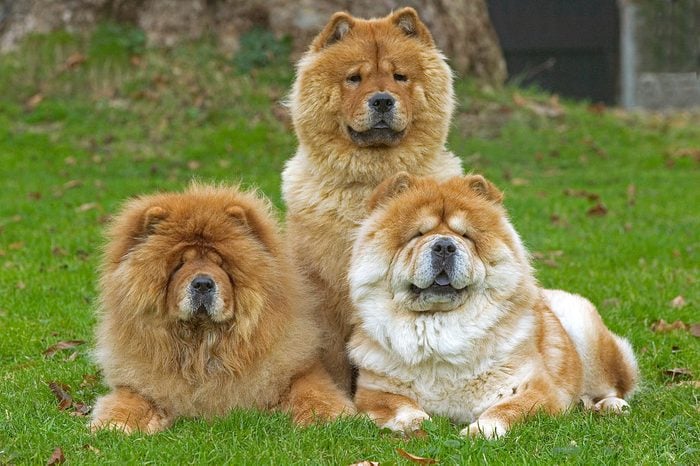three Chow chows sitting or lying down on green grass , Canis familiaris