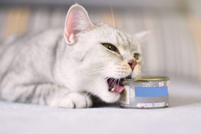gray shorthair cat opening can with mouth