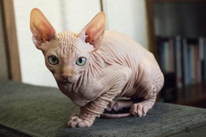 Portrait Of Sphynx Hairless Cat Sitting On Sofa At Home