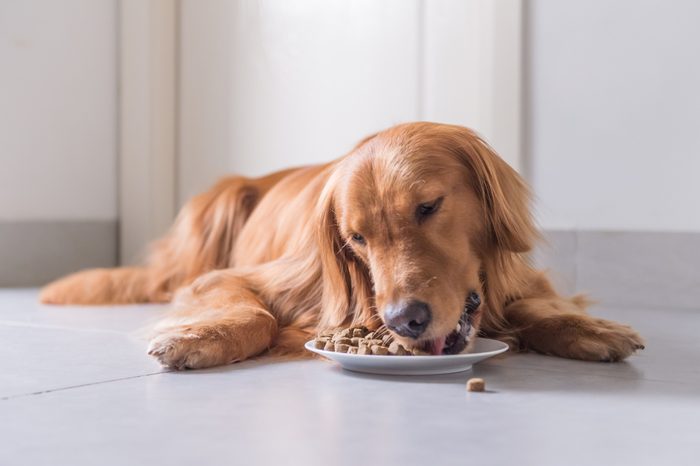 Golden Retriever, lay on the floor to eat dog food