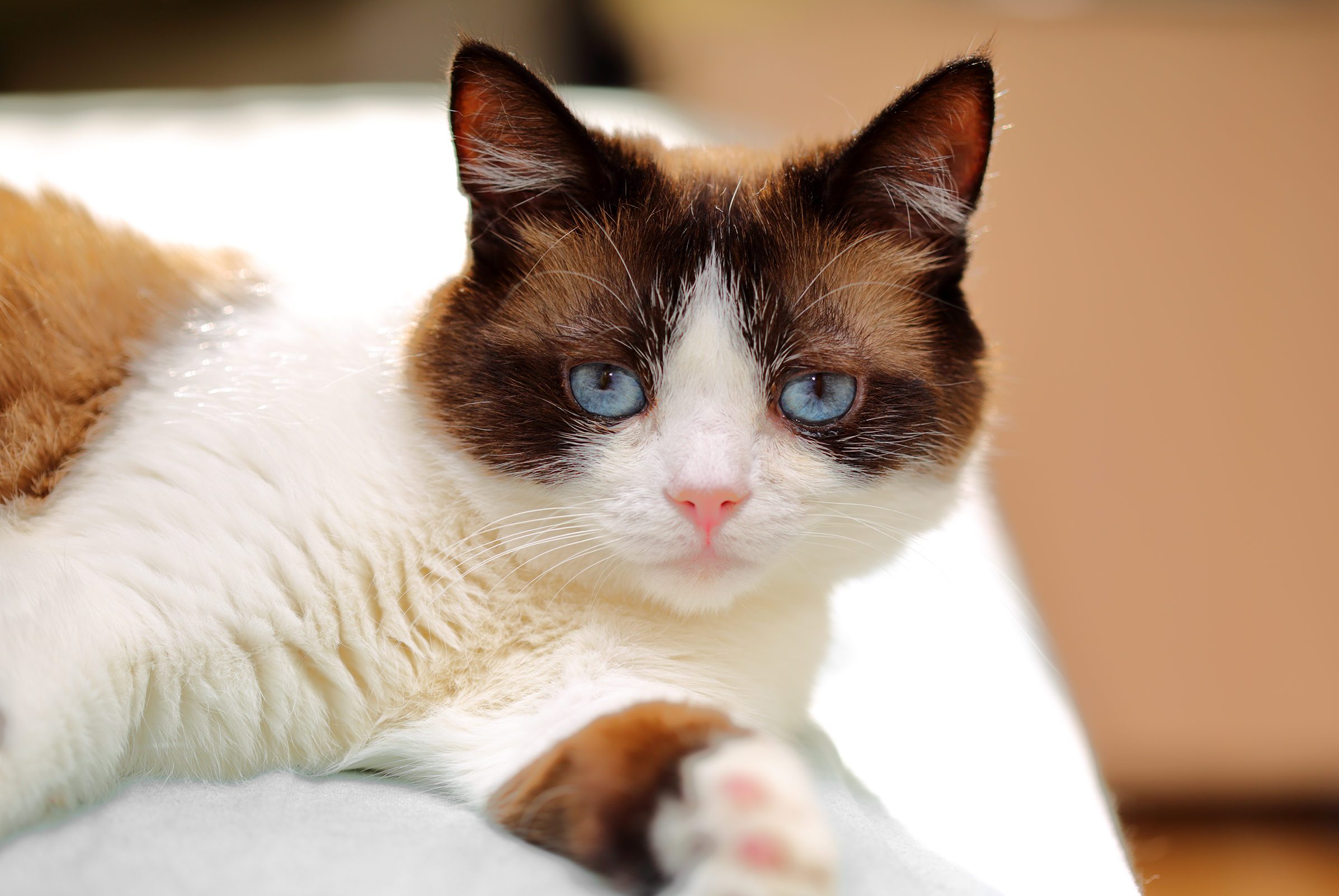 14 Small Cat Breeds — Best FamilyFriendly Small Cats