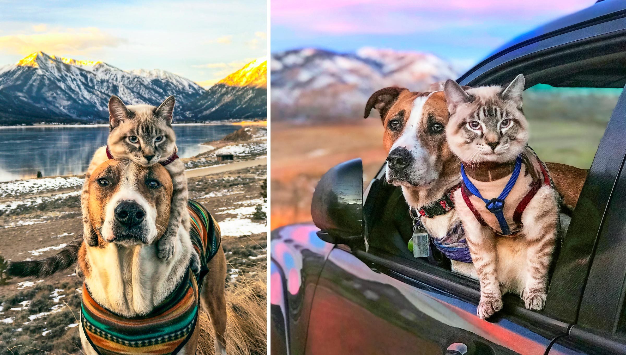 henry-and-baloo-the-cutest-dog-and-cat-adventure-pair-reader-s-digest