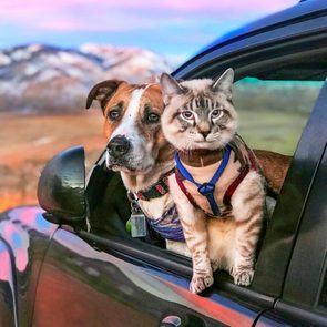 cat and dog sitting out the window of a car with mountains in the background