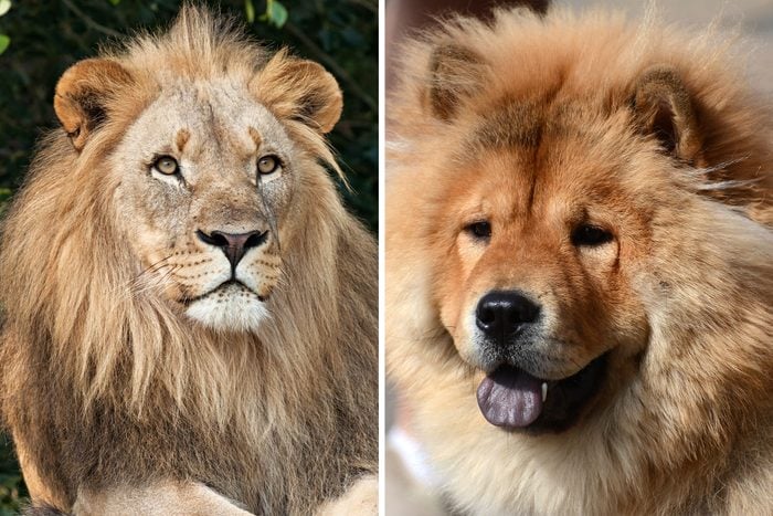 Fluffy dog compared to a lion