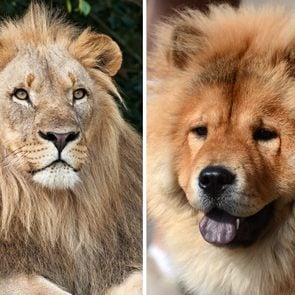 Fluffy dog compared to a lion
