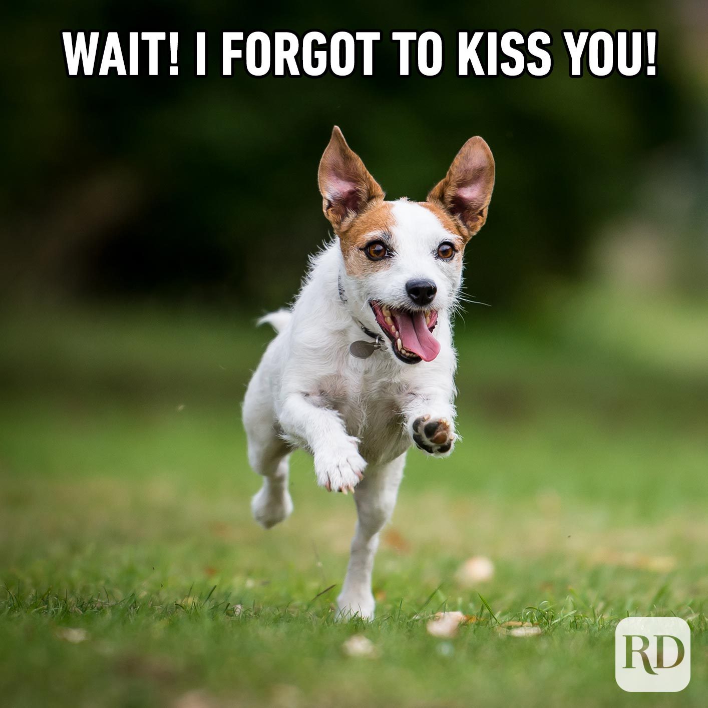 Dog leaping over grass. Meme text: Wait! I forgot to kiss you!