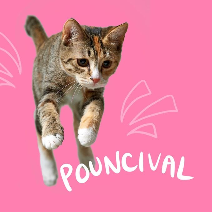 Jumping cat named Pouncival