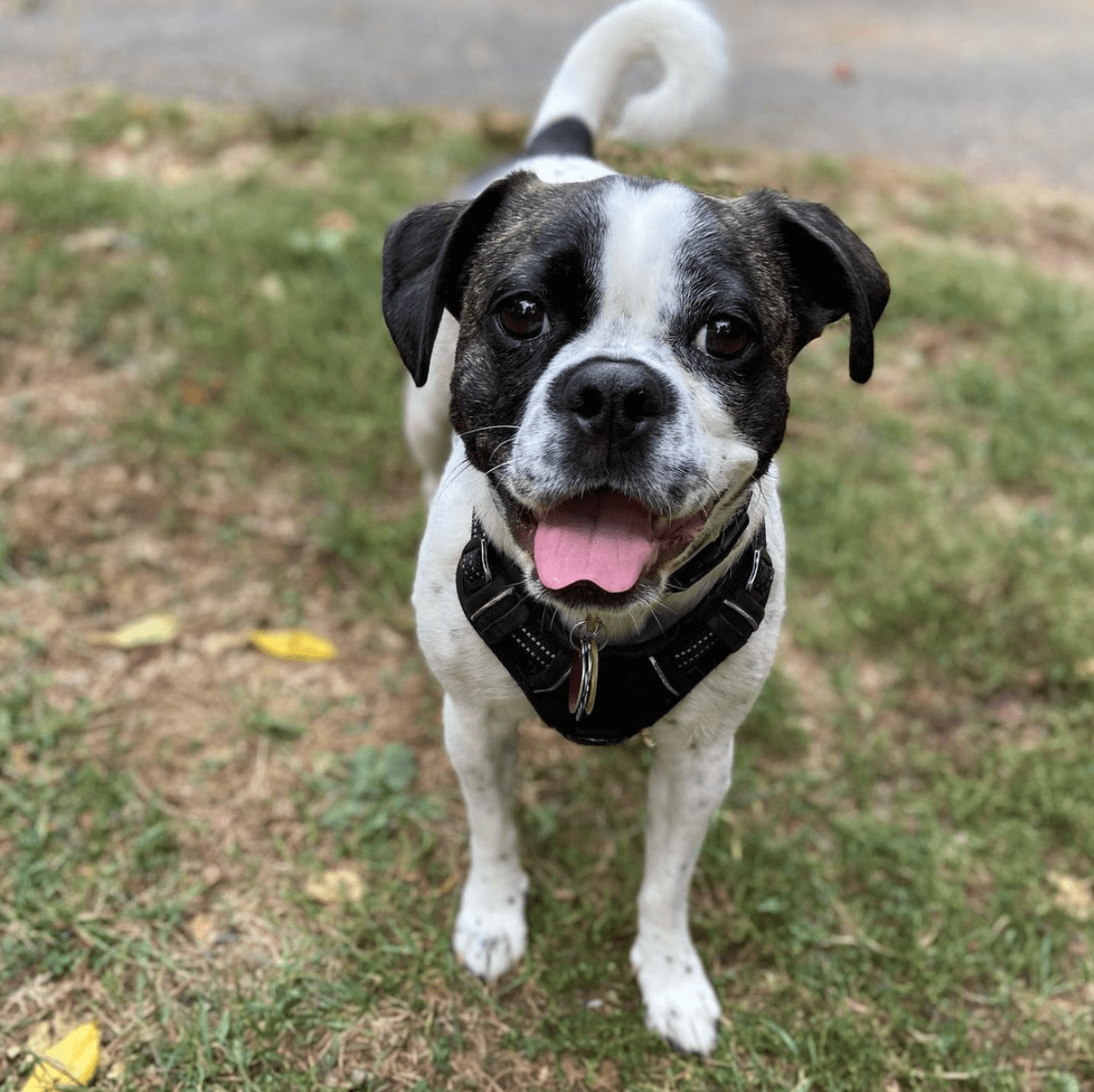 16 Pug Mixes You'Ll Want To Adopt | Reader'S Digest