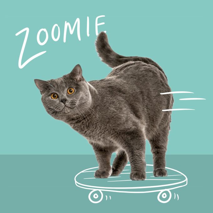 Cat riding a skateboard named Zoomie