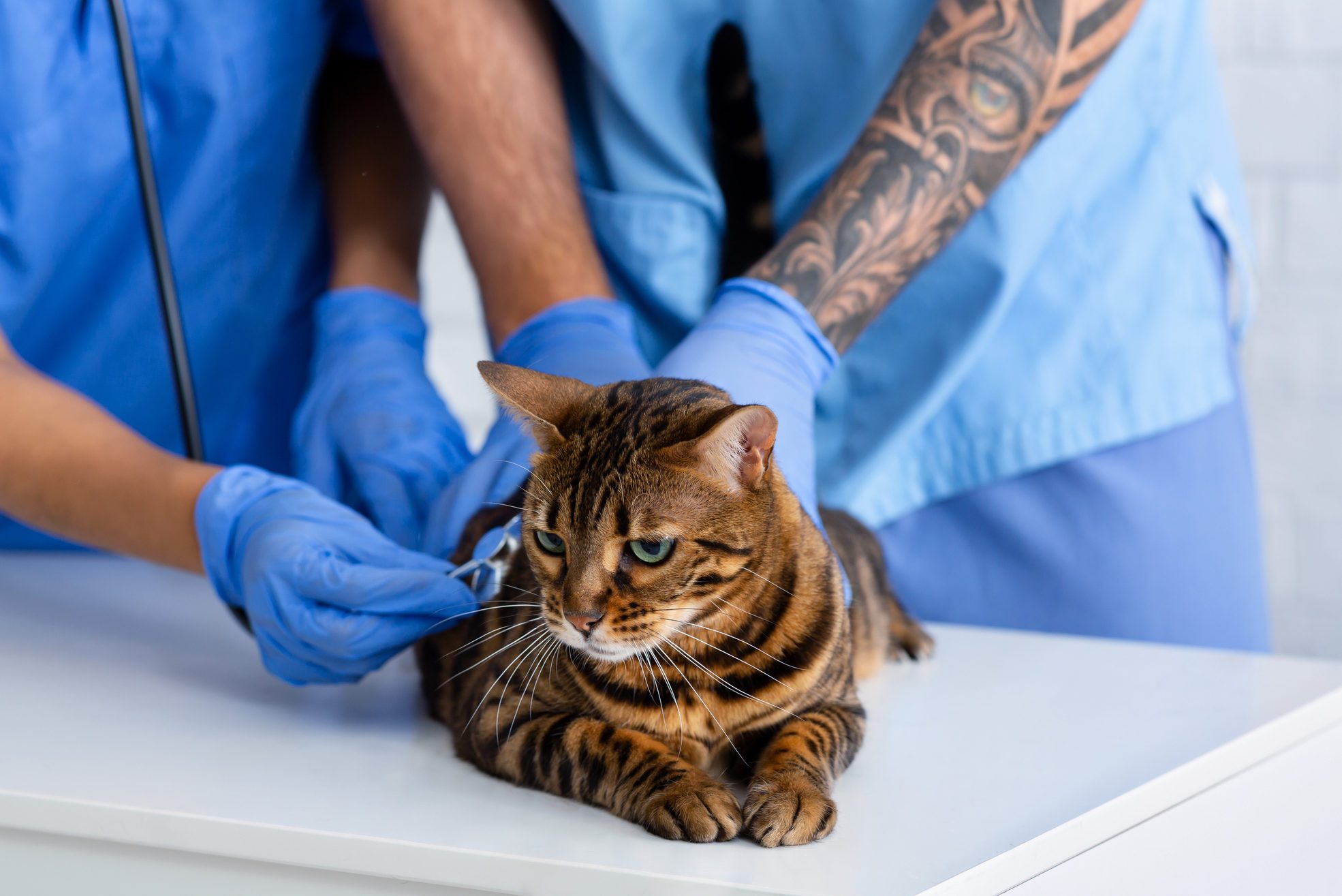 Closeup of two veterinarian doctors with stethoscope checking tabby cat's heart rate in clinic. Panorama