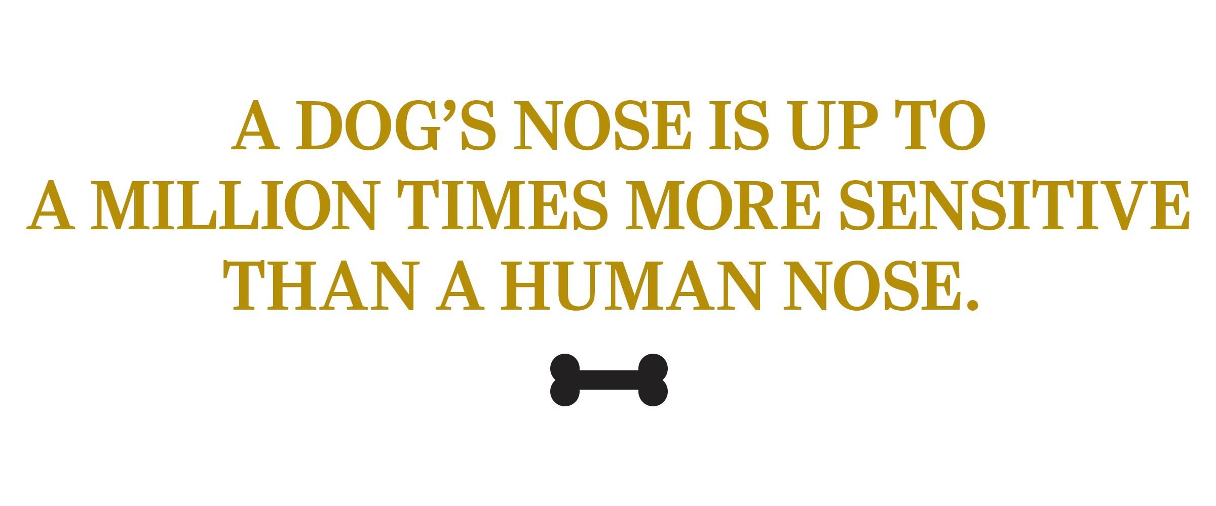 text: A dog’s nose is up to a million times more sensitive than a human nose. 